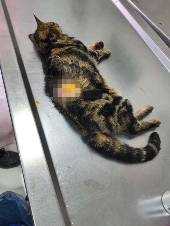 Gaziantep'te kediye eziyet eden kişi, zabıtaya saldırdı