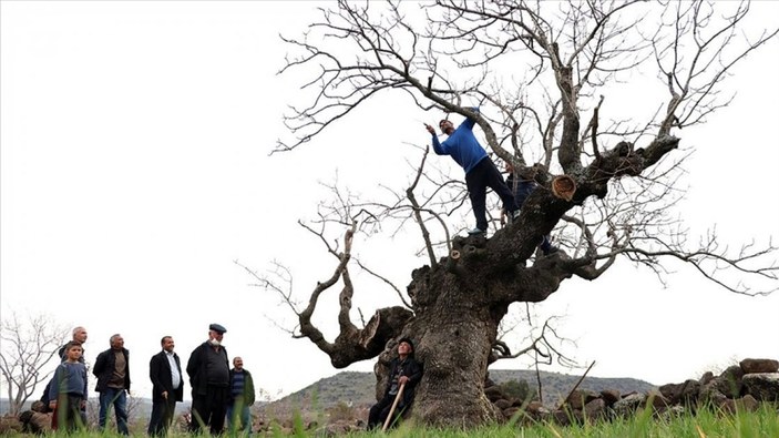 Gaziantep'te 7 asırlık fıstık ağacı, yılda 200 kilo ürün veriyor