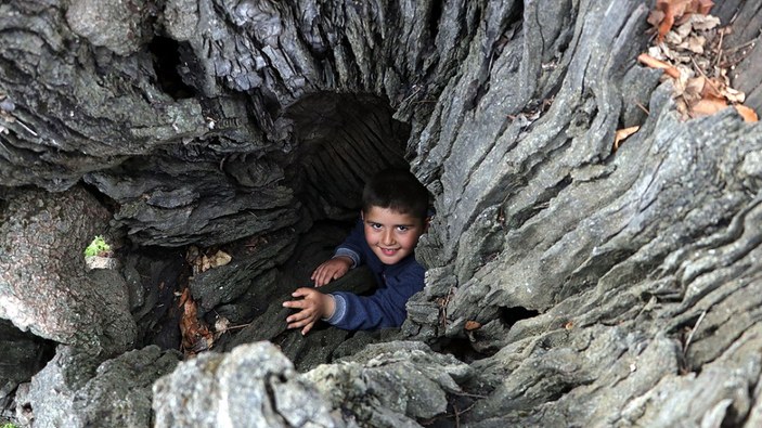 Gaziantep'te 7 asırlık fıstık ağacı, yılda 200 kilo ürün veriyor