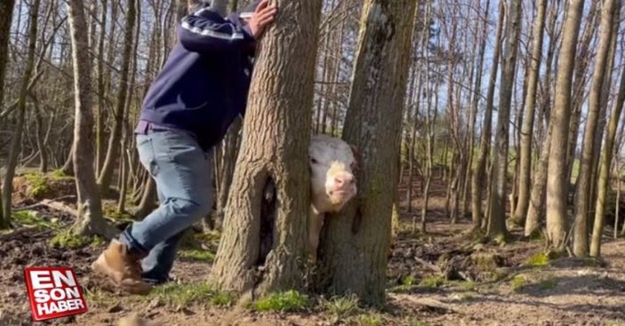 ABD'de kafasını ağaca sıkıştıran dana kurtarıldı