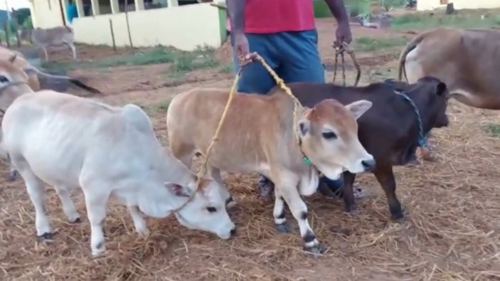 Hindistan’da dünyanın en kısa sığırlarının nesli tükeniyor