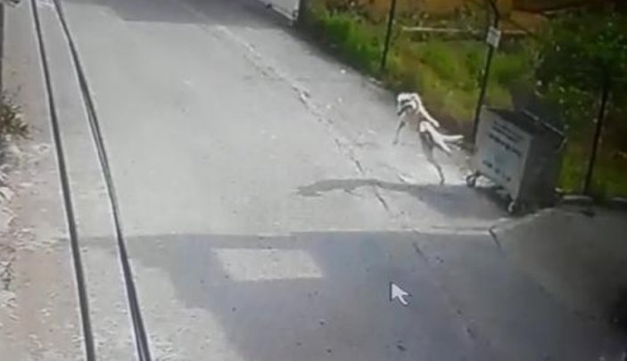 Hatay'da köpeğin saldırısına uğrayan kedi
