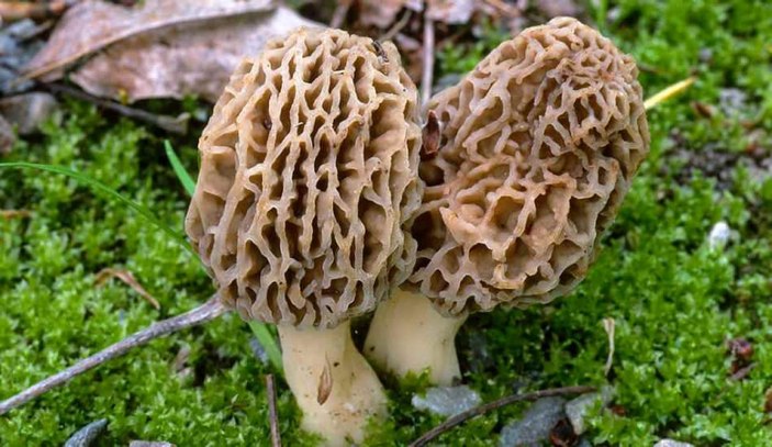 Kuzugöbeği nedir, faydaları nelerdir? Kuzugöbeği mantarı nasıl pişirilir?