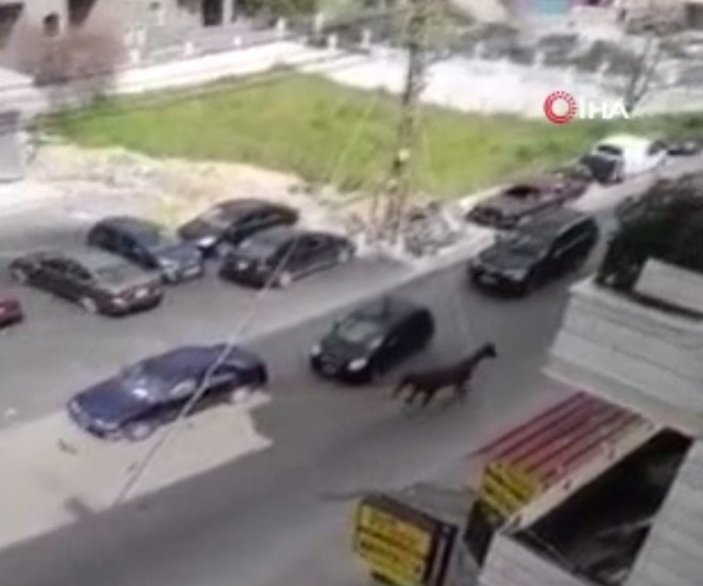 Lübnan'da sahipsiz at hızını alamadı, otomobile çarptı