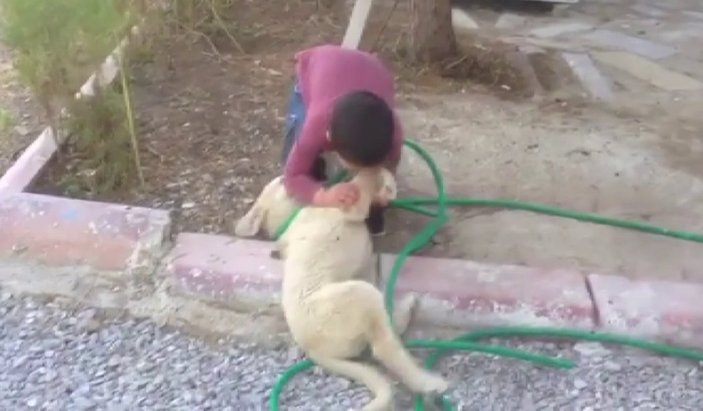 Sivas'ta kendisini kızdıran köpeği ısırdı