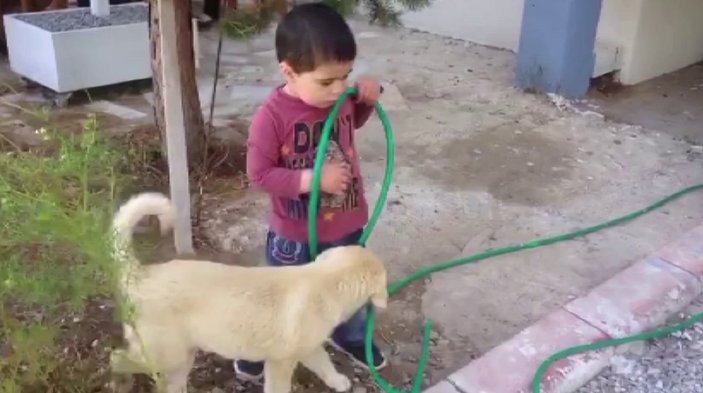 Sivas'ta kendisini kızdıran köpeği ısırdı