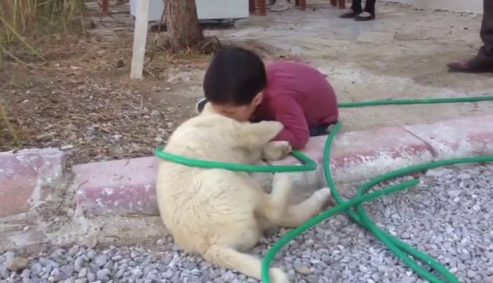 Sivas'ta kendisini kızdıran köpeği ısırdı