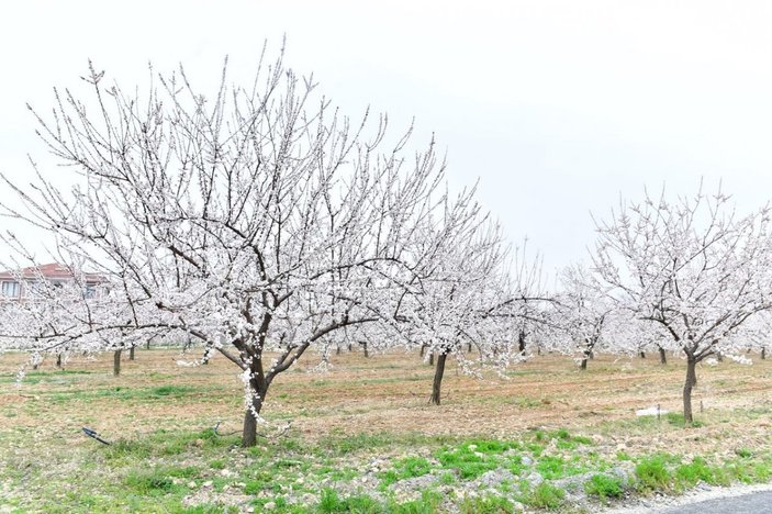 Kayısı ağaçları çiçeklendi