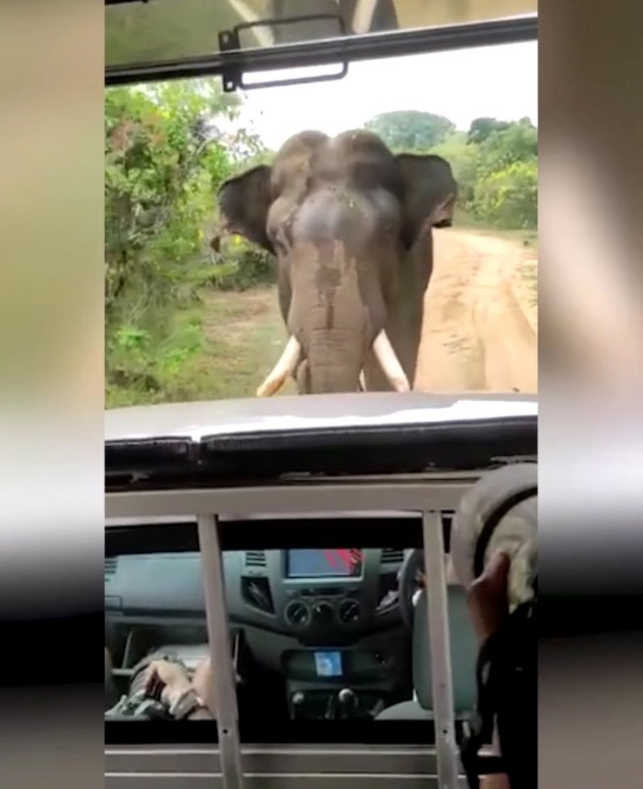 Sri Lanka'da fil, turistleri kovaladı