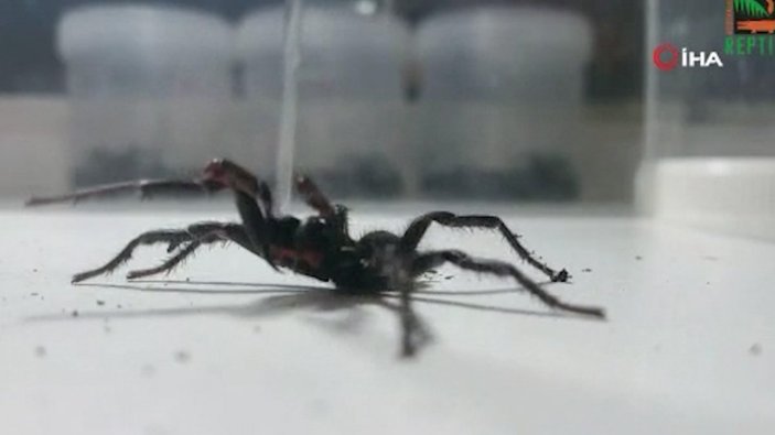 Avustralya’da ölümcül ‘huni ağ örümceği’ paniği