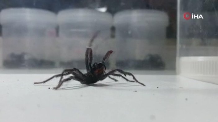 Avustralya’da ölümcül ‘huni ağ örümceği’ paniği