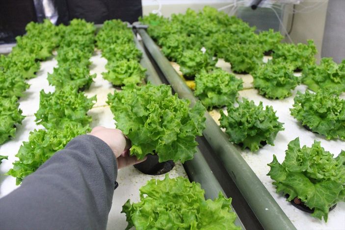 Balık havuzlarındaki su, topraksız tarımda verimliliği yüzde 30 artırdı