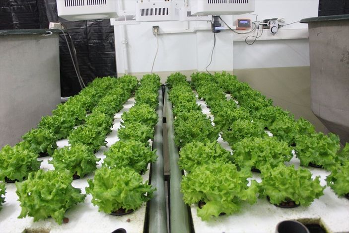 Balık havuzlarındaki su, topraksız tarımda verimliliği yüzde 30 artırdı