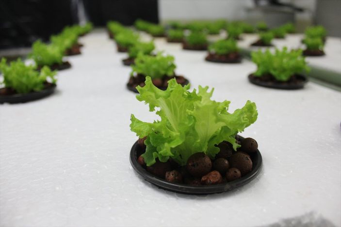 Balık havuzlarındaki su, topraksız tarımda verimliliği yüzde 30 artırdı