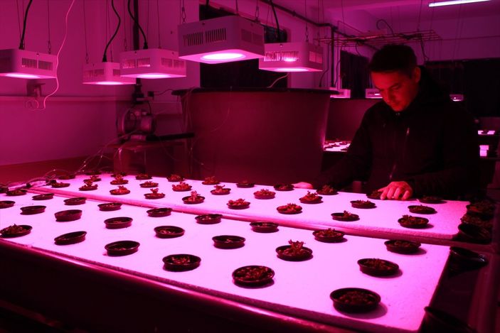 Balık havuzlarındaki su, topraksız tarımda verimliliği yüzde 30 artırdı