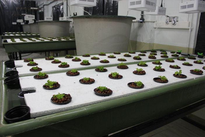 Balık havuzlarındaki su, topraksız tarımda verimliliği yüzde 30 artırdı