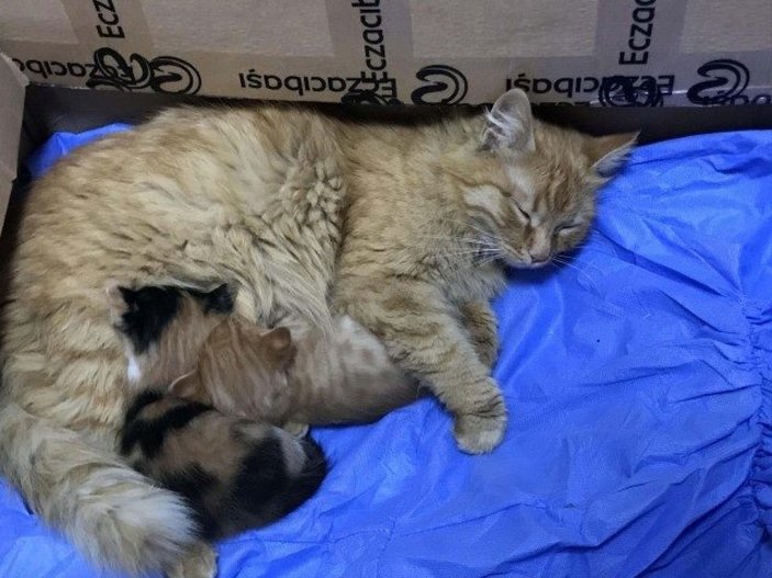 İzmir'de anne kedi hasta yavrularını veterinere taşıdı