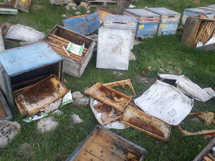 Hakkari'de kış uykusundan uyanan ayılar, 150 arı kovanını parçaladı