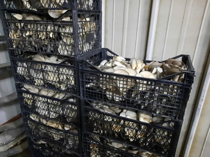 Mantar üretiminden kazandı