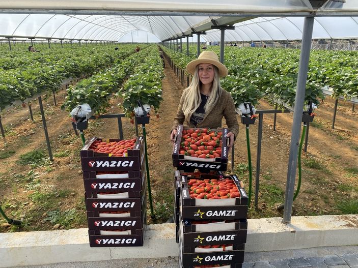 i Topraksız alanda çilek üretimi arttı