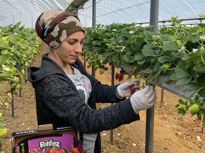 i Topraksız alanda çilek üretimi arttı