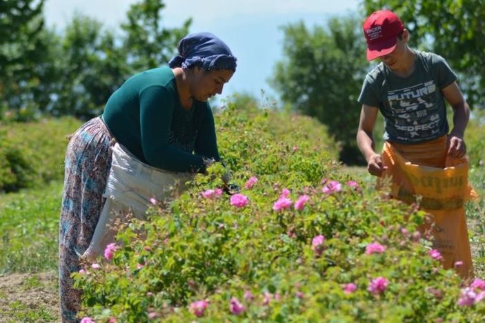 Gülsuyuna doğal ürün logosu geldi