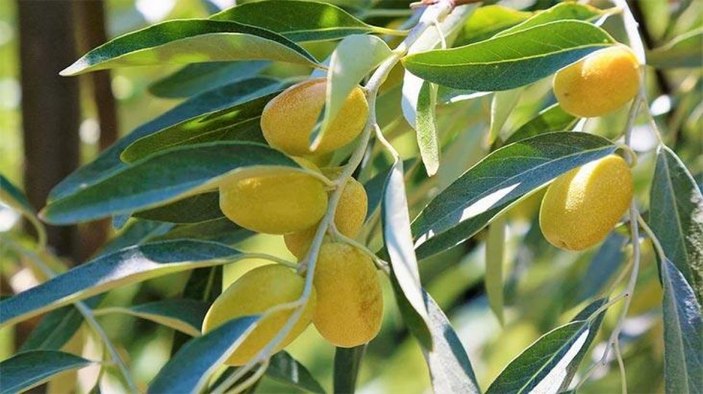İğde nedir, faydaları nelerdir? İğde yaprağı nasıl kullanılır?