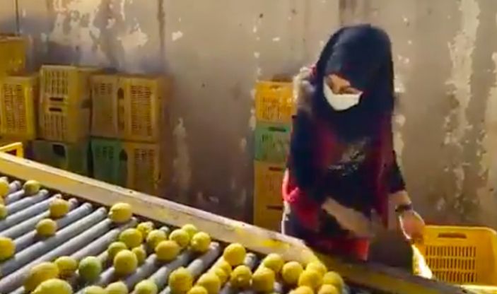 Rusya, narenciyeyi Suriye'den almaya başladı