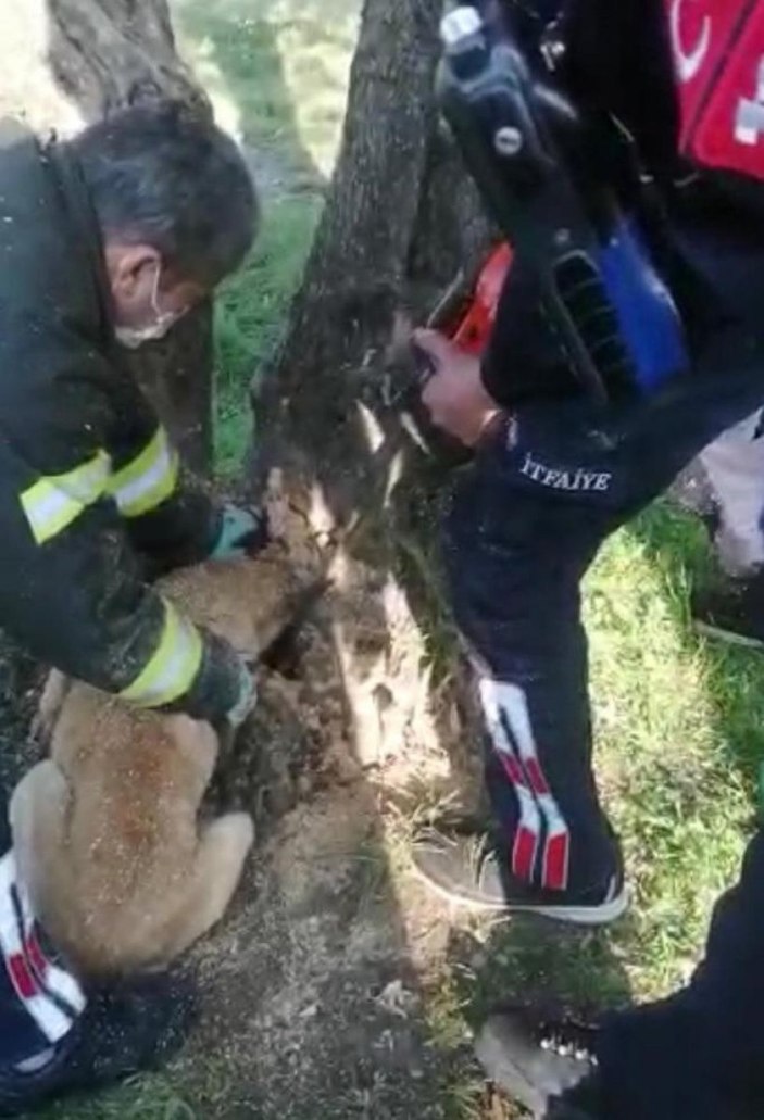 Manisa'da kafası ağaç kovuğuna sıkışan köpek kurtarıldı