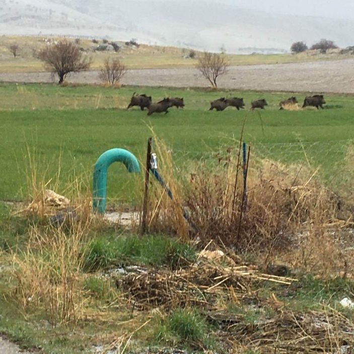 Domuz sürüleri ekili arazilere zarar veriyor