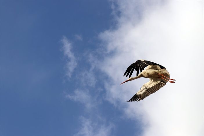 a Baharın müjdecisi leylekler, Ağrı'ya gelmeye başladı