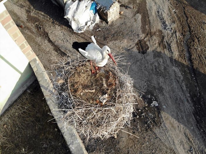 a Baharın müjdecisi leylekler, Ağrı'ya gelmeye başladı