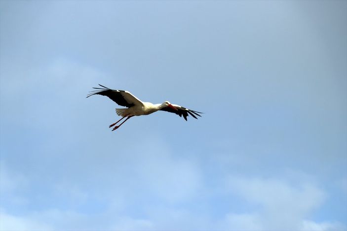 a Baharın müjdecisi leylekler, Ağrı'ya gelmeye başladı