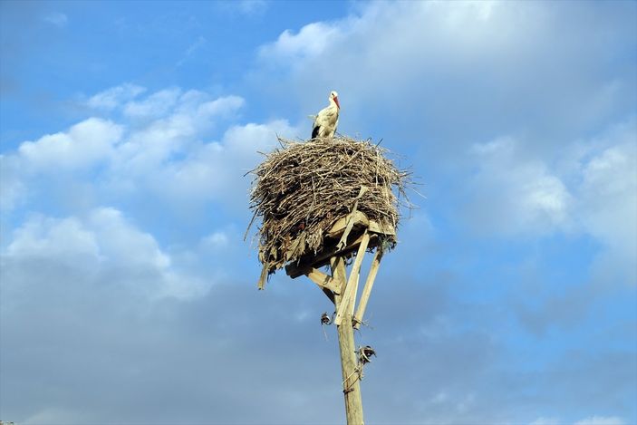 a Baharın müjdecisi leylekler, Ağrı'ya gelmeye başladı