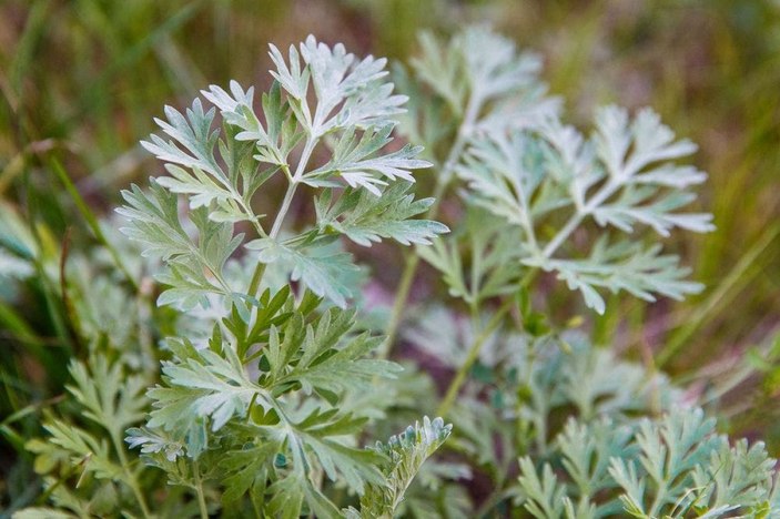 Pelin otu nedir, faydaları nelerdir? Pelin otu (Artemisia bitkisi) nasıl kullanılır?