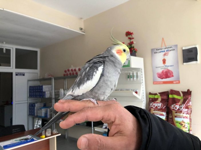 Sakarya'da papağan ıslık çalarak 'Türkiyem' şarkısını söylüyor