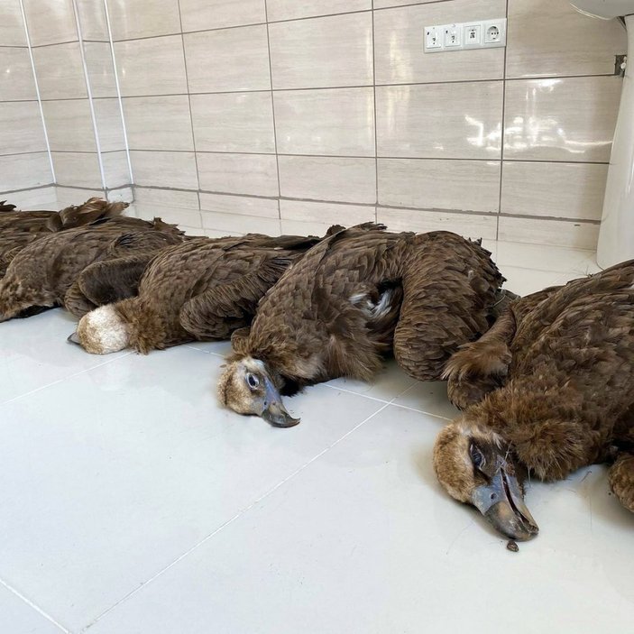 Afyonkarahisar'da nesli tehlike altındaki 7 kara akbaba ölü bulundu