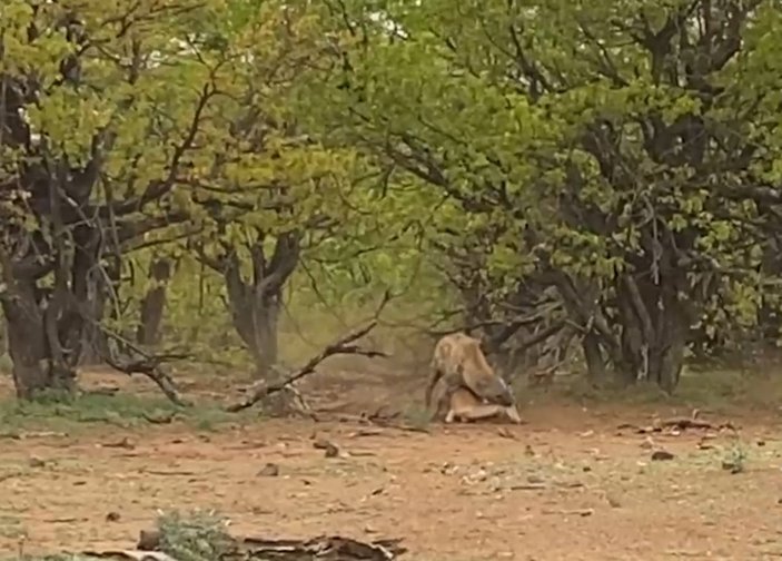 Leopar, yakaladığı impalayı sırtlana kaptırdı