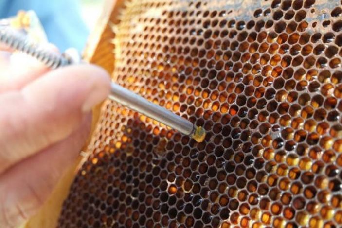 Kovandaki vitamin deposu: Perga (Arı ekmeği) nedir? Arı ekmeği faydaları..