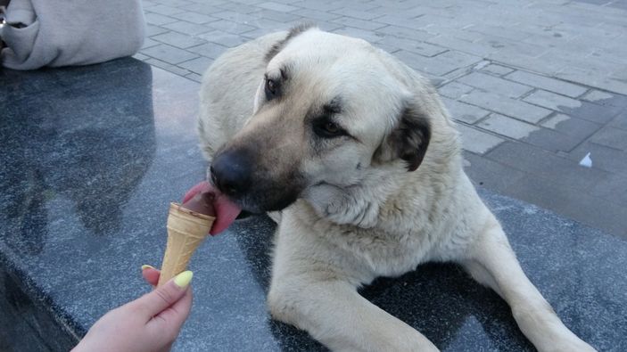 Taksim'de köpeğin turistlerle dondurma keyfi