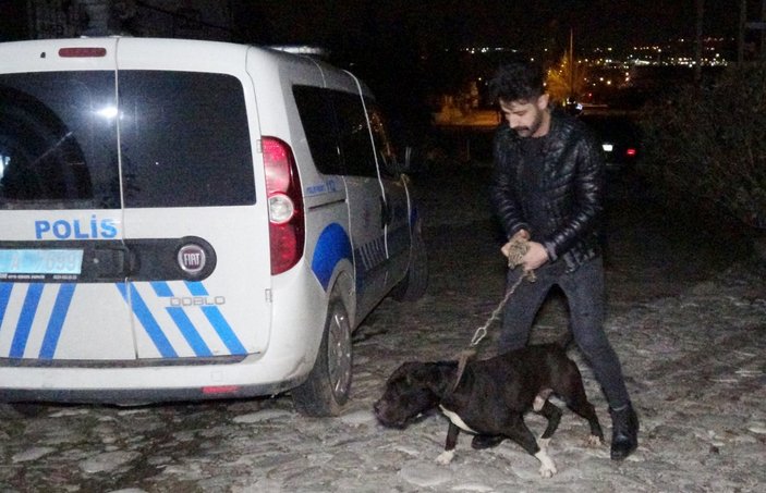 Bursa’da pitbull, tecavüz şüphelisini yakaladı