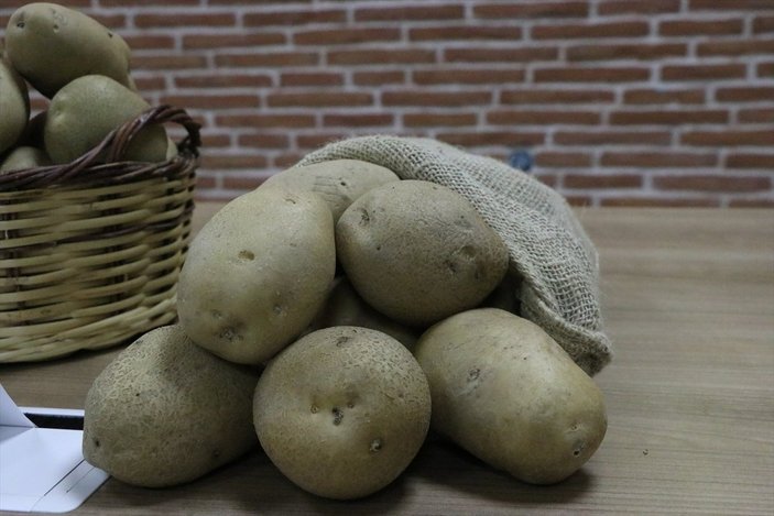 Yerli patates Nahita'nın Avrupa yolculuğu