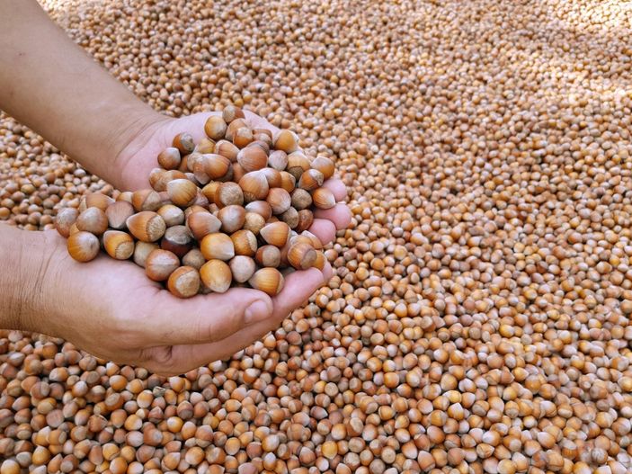 Fındık fiyatı düştü