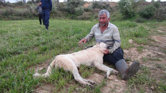 Antalya'da öldürülen çoban köpeğinin başında gözyaşlarına boğuldu