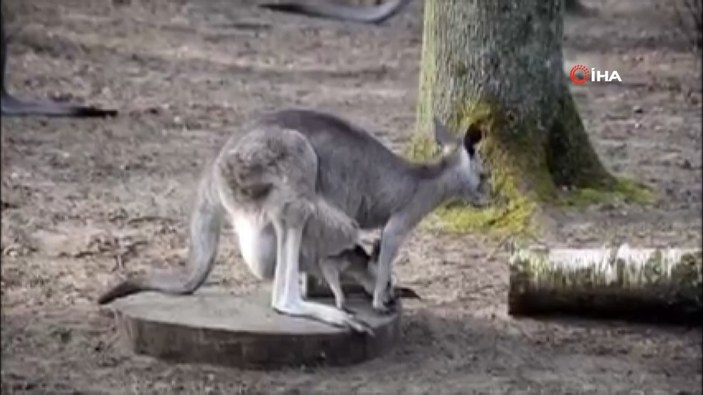 Polonya’da annesinin kesesinden ayrılan kanguru ilgi odağı oldu