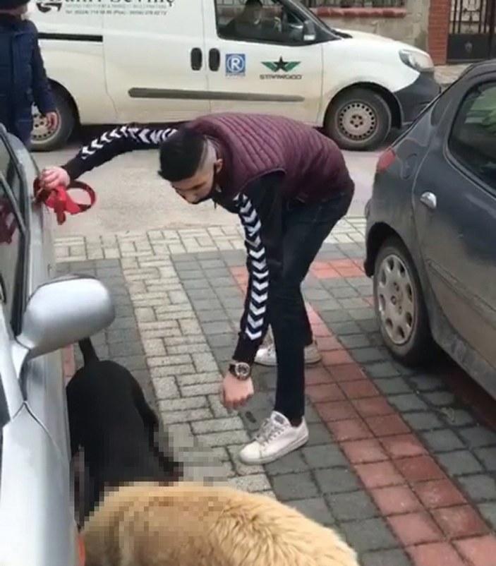 Bursa’da sokak köpeğine pitbull saldırdı