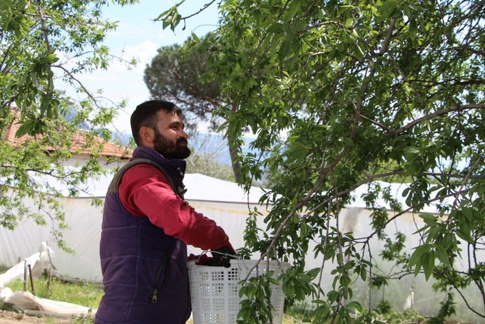 Çağla badem don nedeni ile az ürün verdi