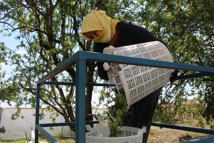 Çağla badem don nedeni ile az ürün verdi