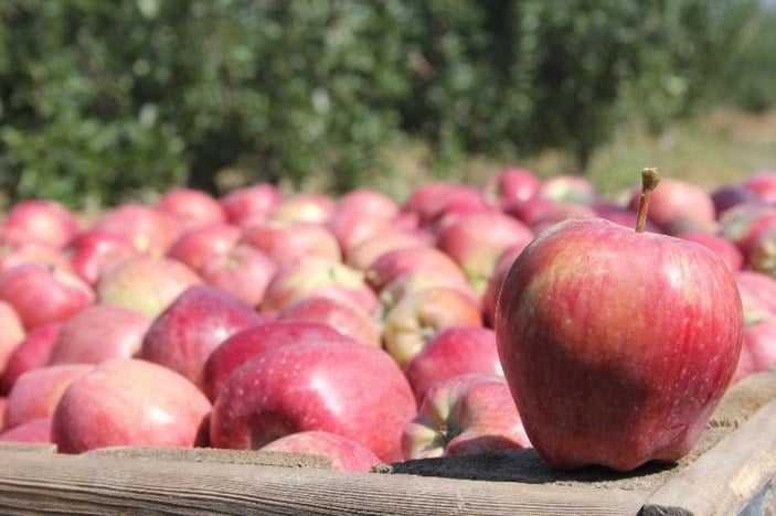Elma ihracatı Isparta'da 4 katı arttı
