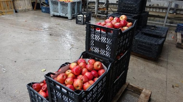Elma ihracatı Isparta'da 4 katı arttı